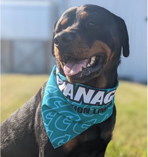 Dog Bandana
